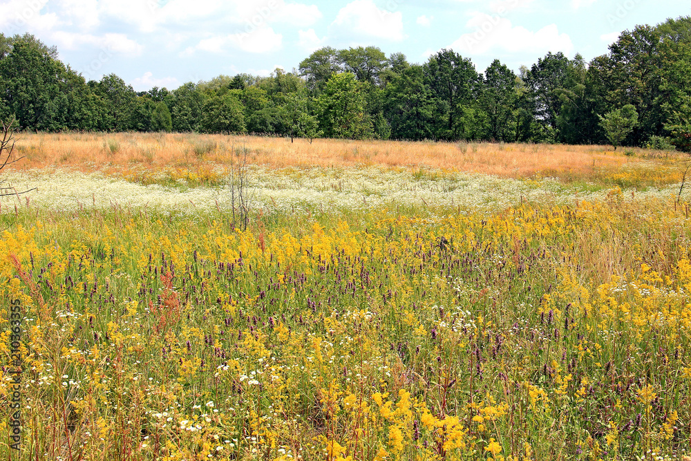 summer multicolored meadow