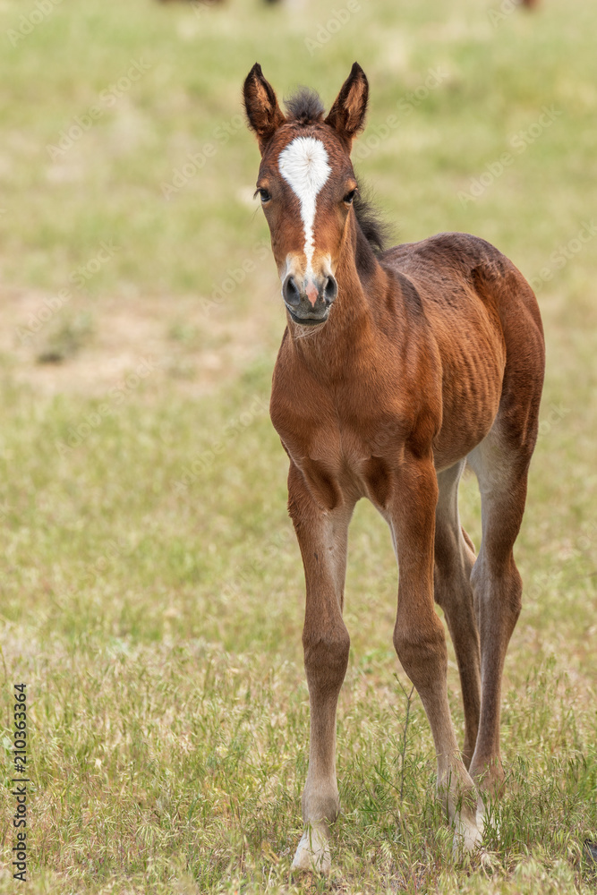 Cute Wild Horse Foal in Utah in Summer