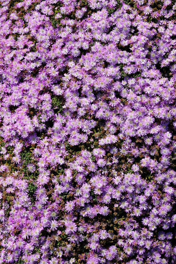 Fototapeta premium purple flower field