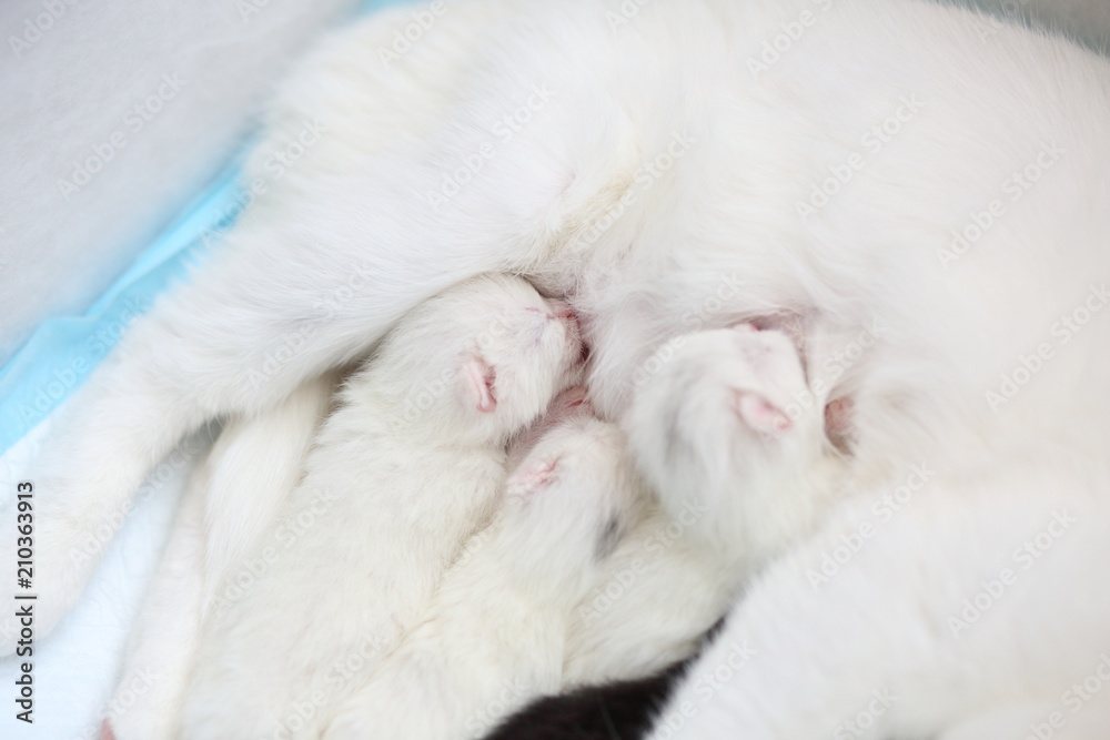 white cat with newborn kittens white cat with newborn kittens