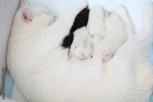 white cat with newborn kittens © oksnemova