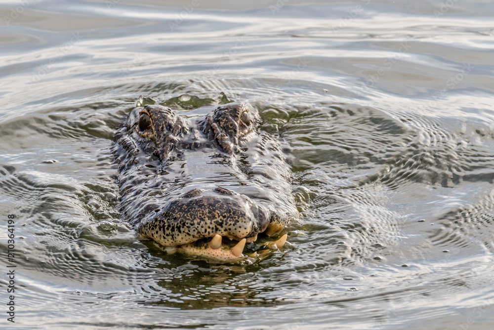 Rough alligator face after fights at Circle B Bar Reserve, Lakeland, Fla. Rough alligator face after fights at Circle B Bar Reserve, Lakeland, Fla.