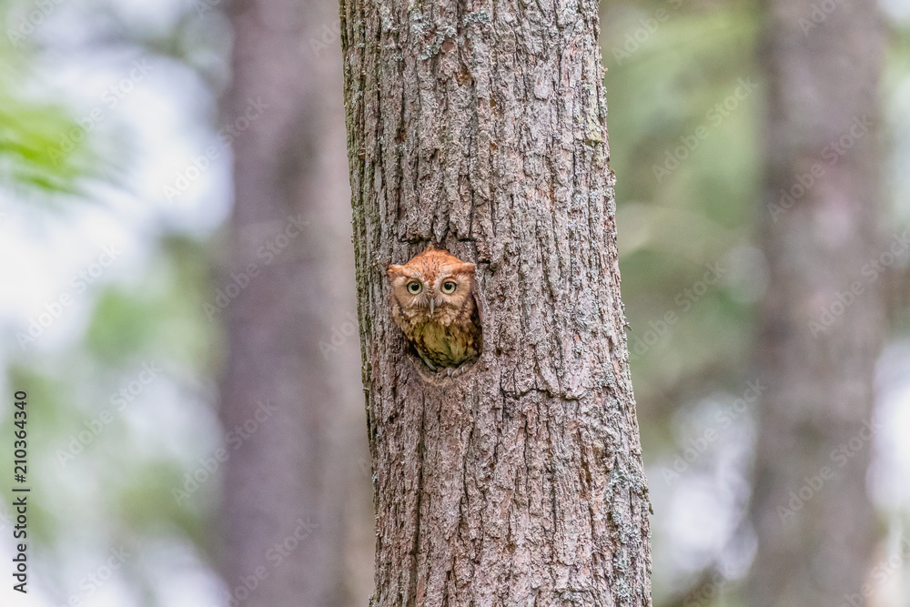 Screech owl at Blackwater Wildlife Refuge, Cambridge, Maryland Screech owl at Blackwater Wildlife Refuge, Cambridge, Maryland
