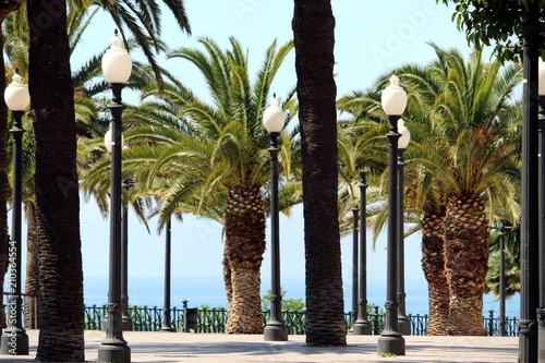 Palm tree in La Pineda, Salou, Spain