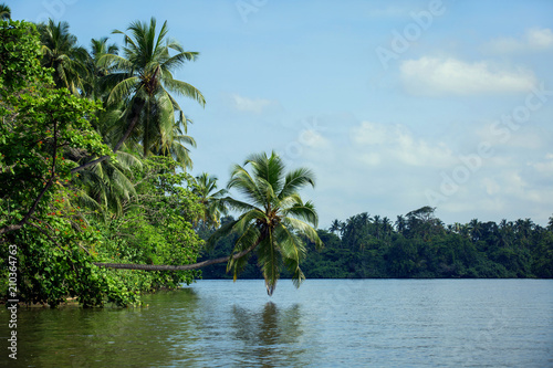Palma, bent over the river Bentota, Sri Lanka