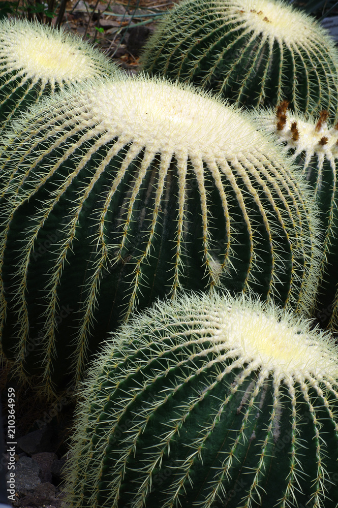 golden barrel cactus golden barrel cactus