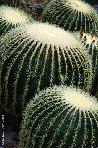  golden barrel cactus