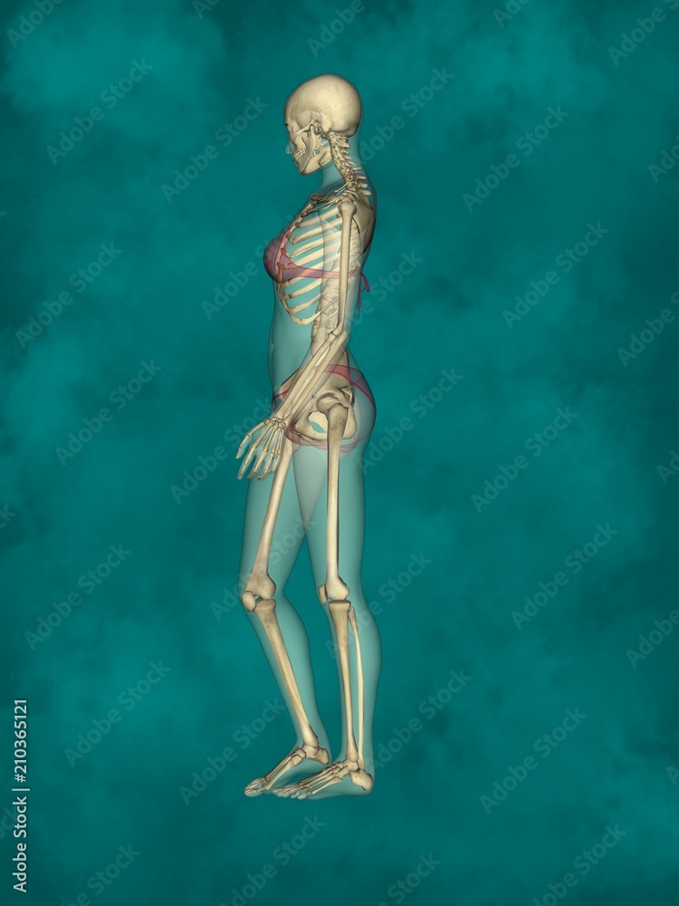Female Skeleton, 3D Human Model Female Skeleton, 3D Human Model