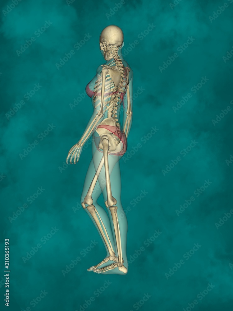 Female Skeleton, 3D Human Model Female Skeleton, 3D Human Model