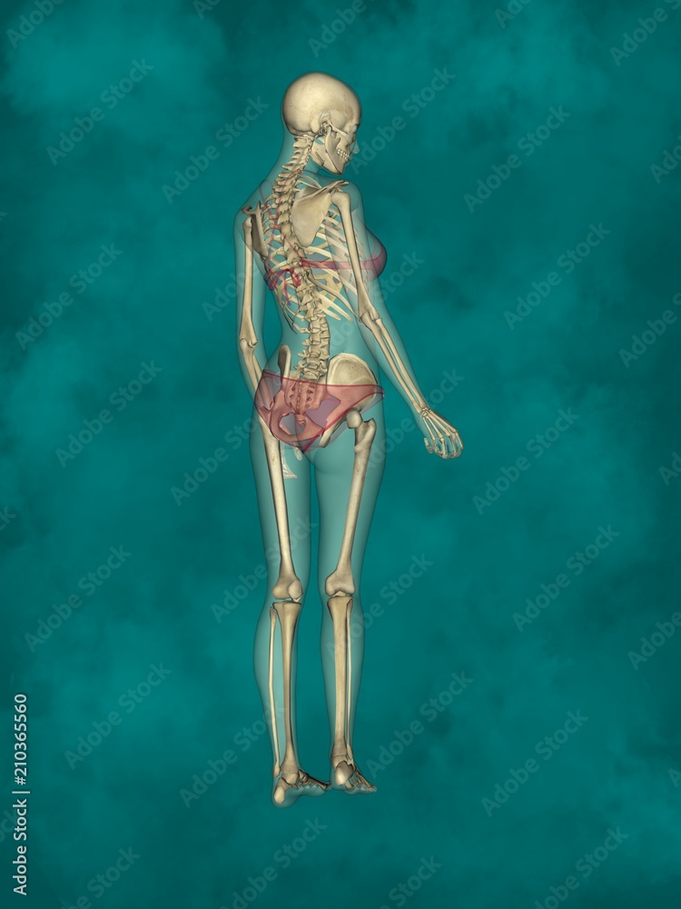 Female Skeleton, 3D Human Model Female Skeleton, 3D Human Model