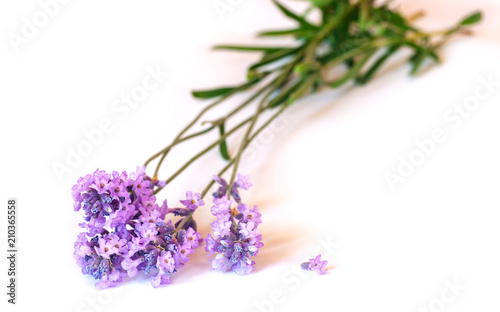 Lavender bunch on white background. Selective focus.