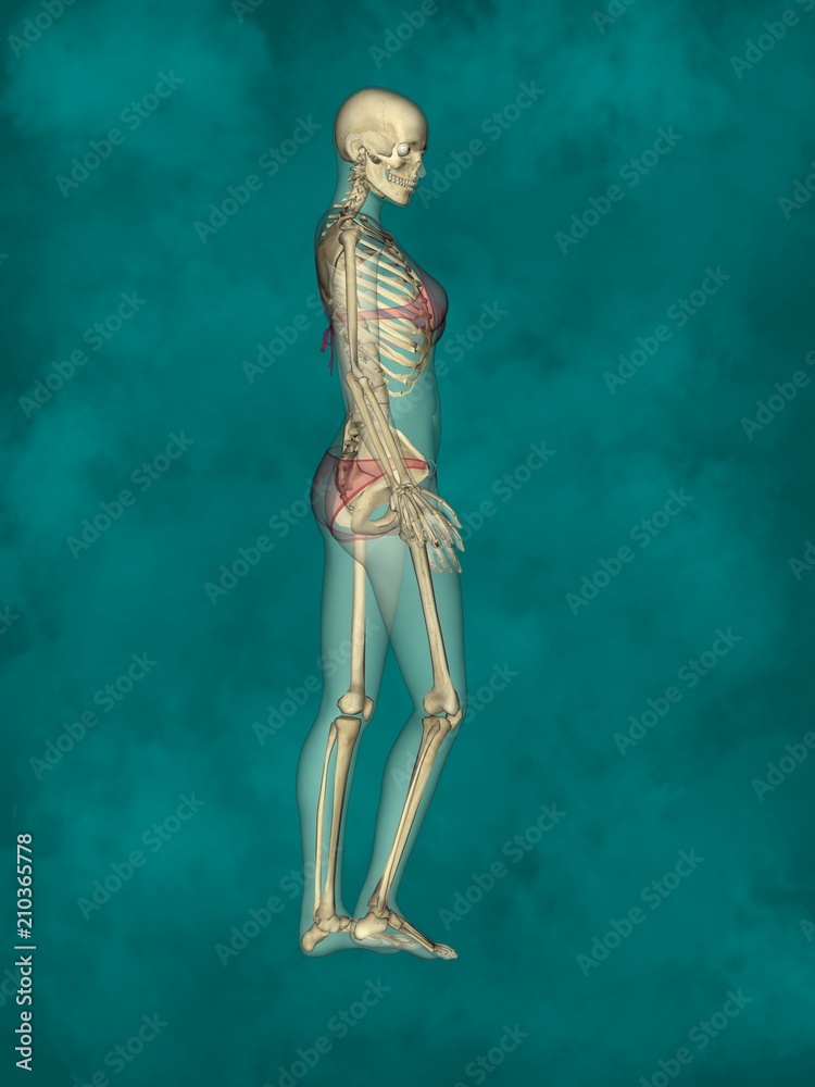 Female Skeleton, 3D Human Model Female Skeleton, 3D Human Model