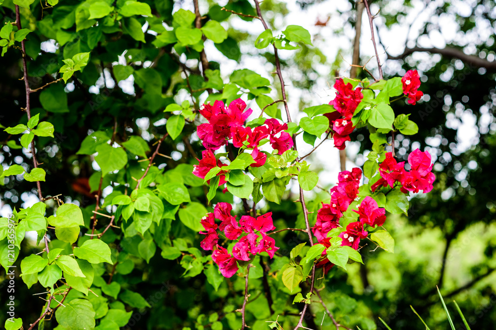 Fototapeta premium FLOWER