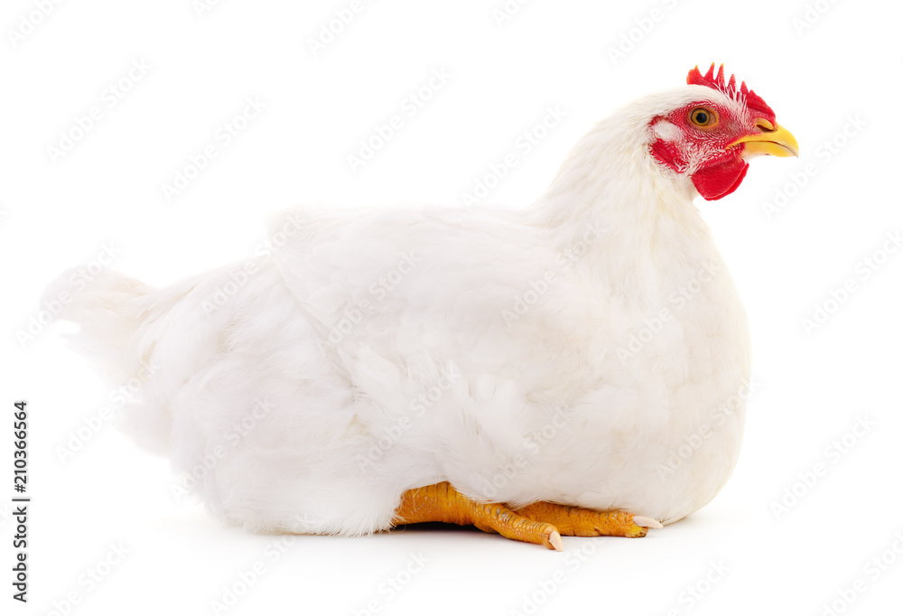 Fototapeta premium Biała kura na białym tle.