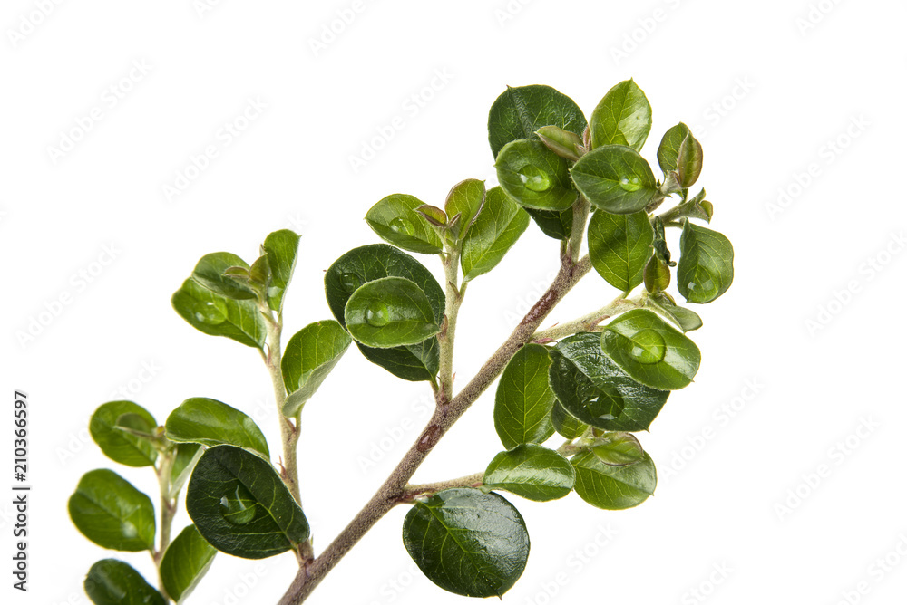 Branch with green leaves on the white. Life concept