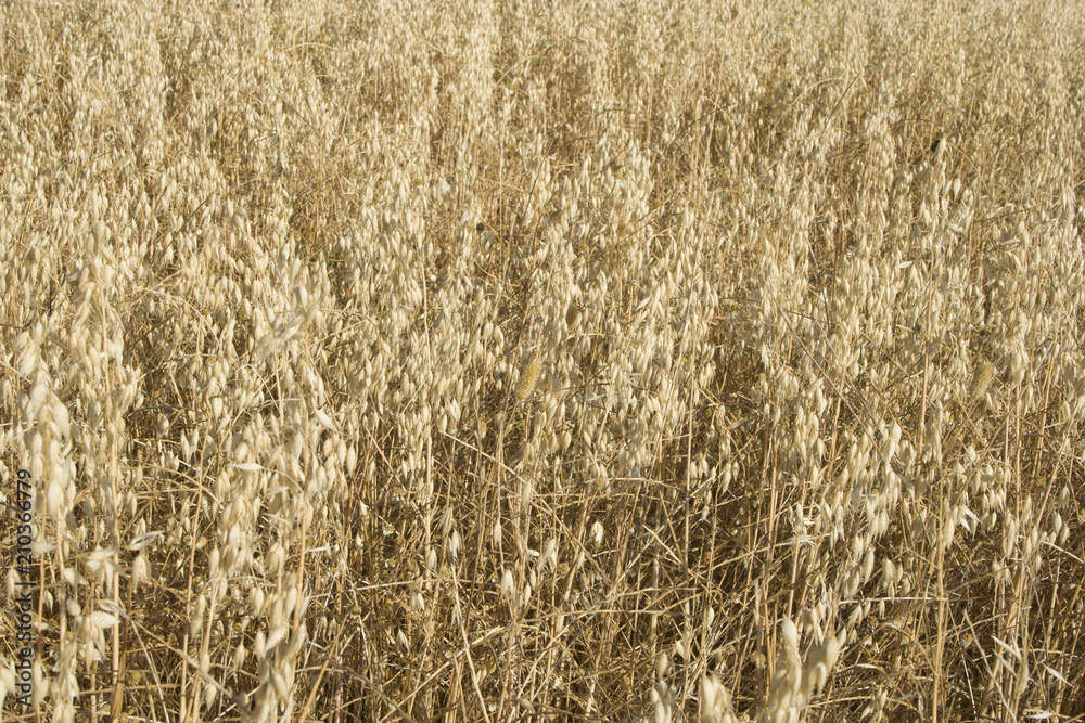 Fototapeta premium cereal field