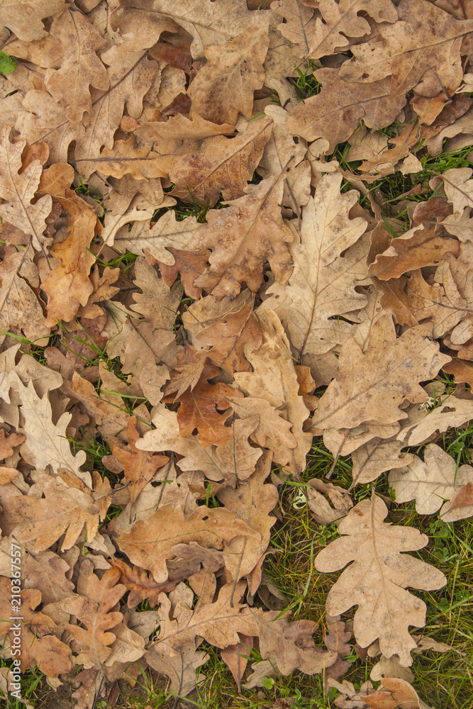 texture leaves of tree texture leaves of tree