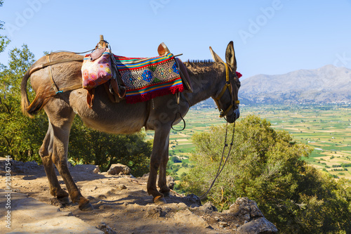 Tourists transported by donkeys to the Mount near to Zeus cave, Crete, Greece