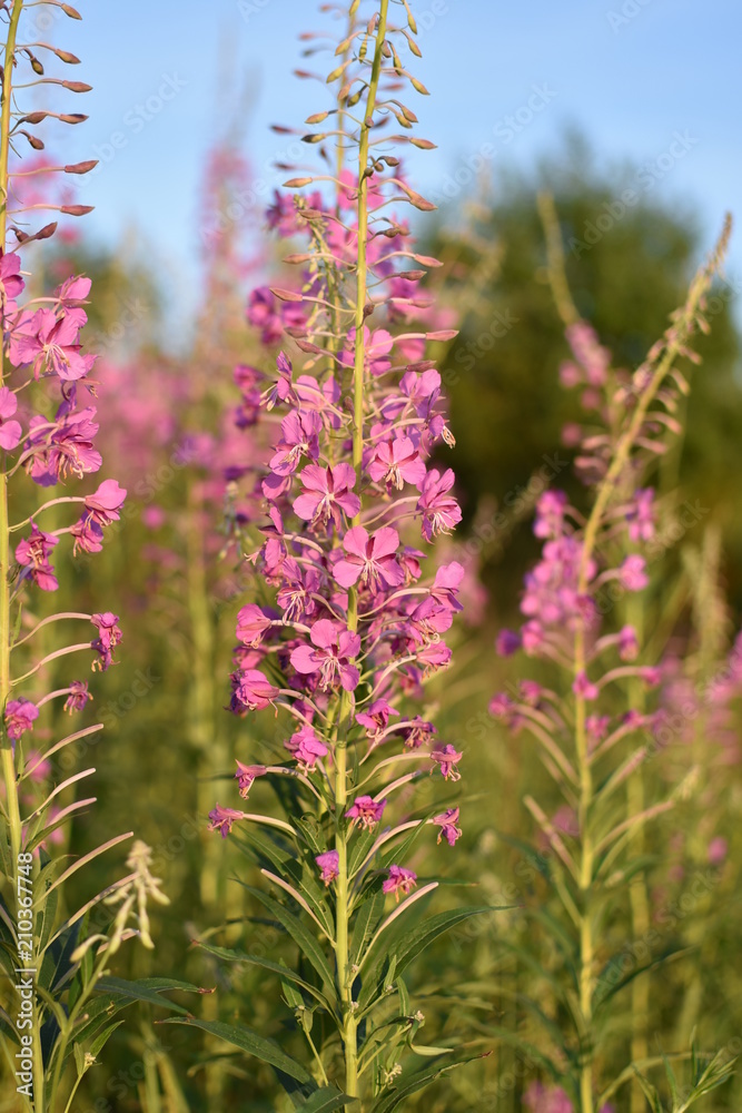 close-up of a flowering plant Ivan angustifolia tea on a summer meadow on a softly blurred background of pink flowers and green leaves close-up of a flowering plant Ivan angustifolia tea on a summer meadow on a softly blurred background of pink flowers and green leaves