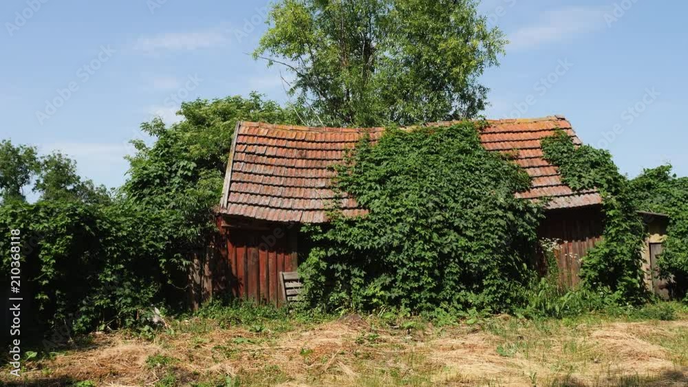 An old abandoned weathered shack covered hut covered with green ivy. Steadicam slow motion video An old abandoned weathered shack covered hut covered with green ivy. Steadicam slow motion video