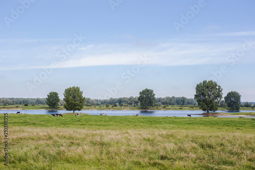 Typical Dutch Holsteins Friesian cows in green grassland with a river in Holland