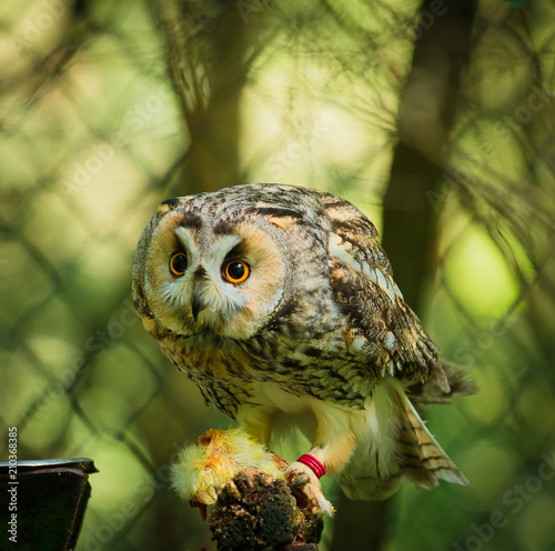 Uhu Jungvogel mit Beute im Wald