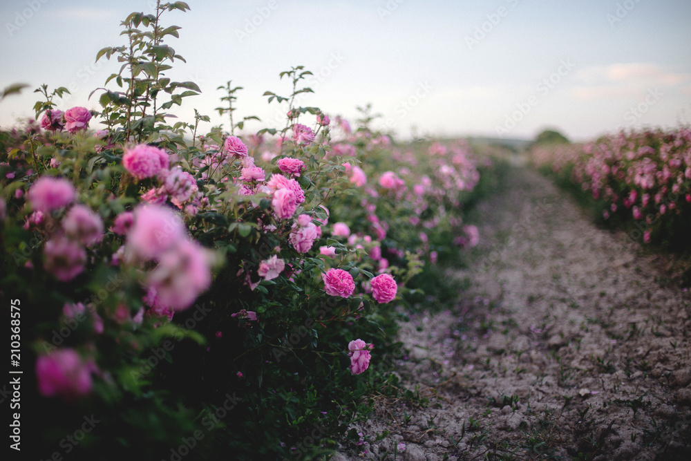 Obraz premium Tea Rose Field.