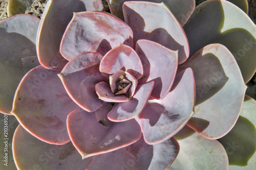 Red succulent cactus rosette in Marrakech, Morocco.