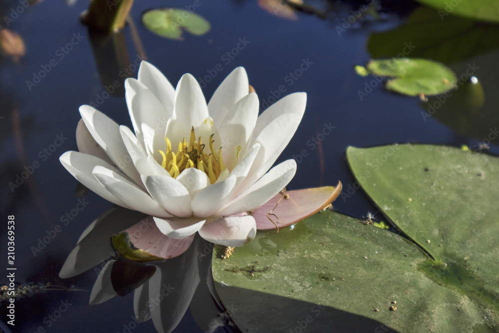 nymphaea virginalis in the backlight at sunset in the botanical garden