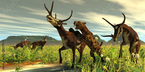 Canvas Print Kyptoceras attacked by Saber-toothed Cat - A Saber-toothed Cat comes out of high vegetation to attack a Kyptoceras deer during the Pleistocene Period