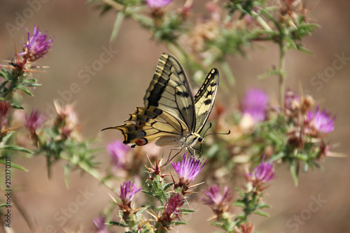 Beautiful butterfly on flowers