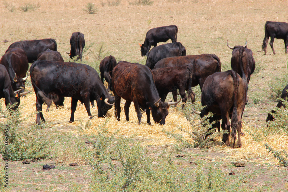 Herd of bulls, Camargue Herd of bulls, Camargue