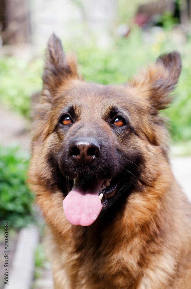 Portrait of Young Fluffy German Shepherd Dog in the Forest. Walks With Pets Outdoor. Portrait of Young Fluffy German Shepherd Dog in the Forest. Walks With Pets Outdoor.