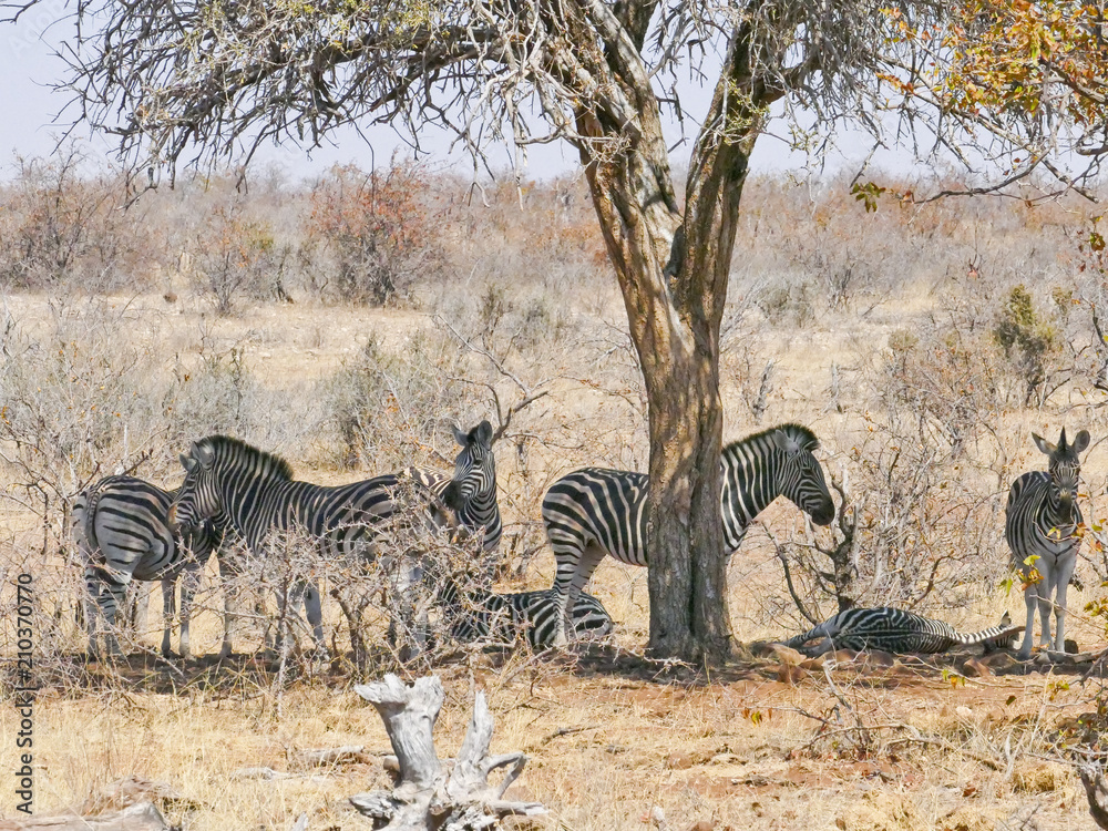 Fototapeta premium Zebra in Mapungubwe National Park, Africa