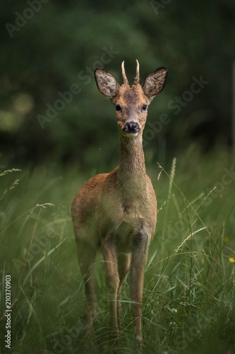 Fotografia roe deer in a field