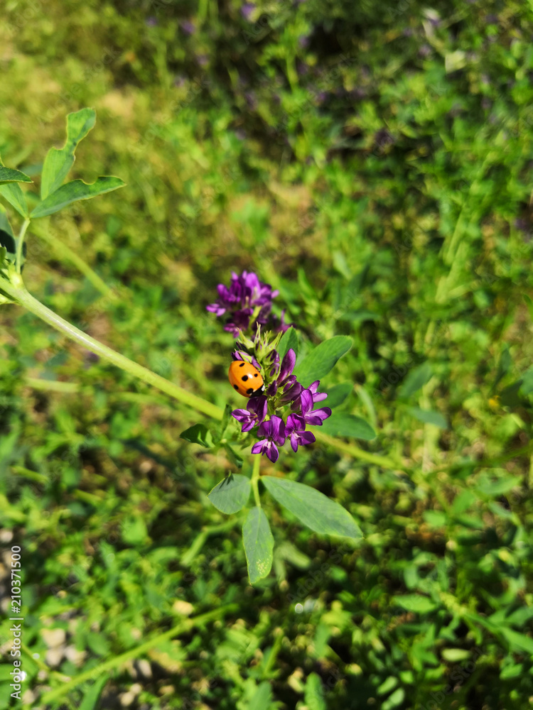 Little ladybug on a purple flower Little ladybug on a purple flower