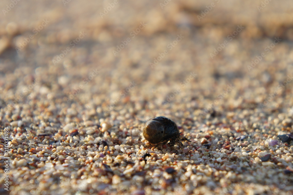 hermit crab
