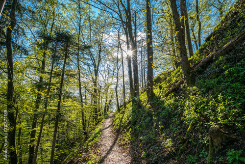 Sonnenschein im Wald