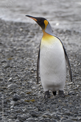 King Penguin, South Georgia Island, Antarctic photo