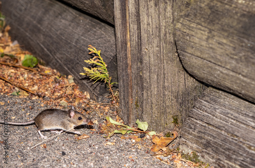 Mouse building nest