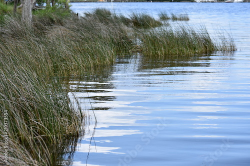 Sea grass growing on shore Albemarle Sound, NC