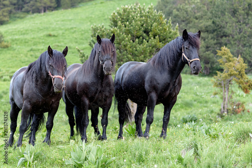 Andorra Horses