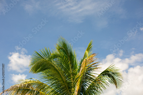 Palmtree with sky in background. 