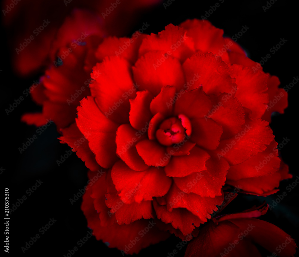 Red Rose with Dramatic Contrast