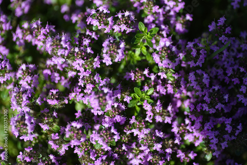 Macro Flowers Purple