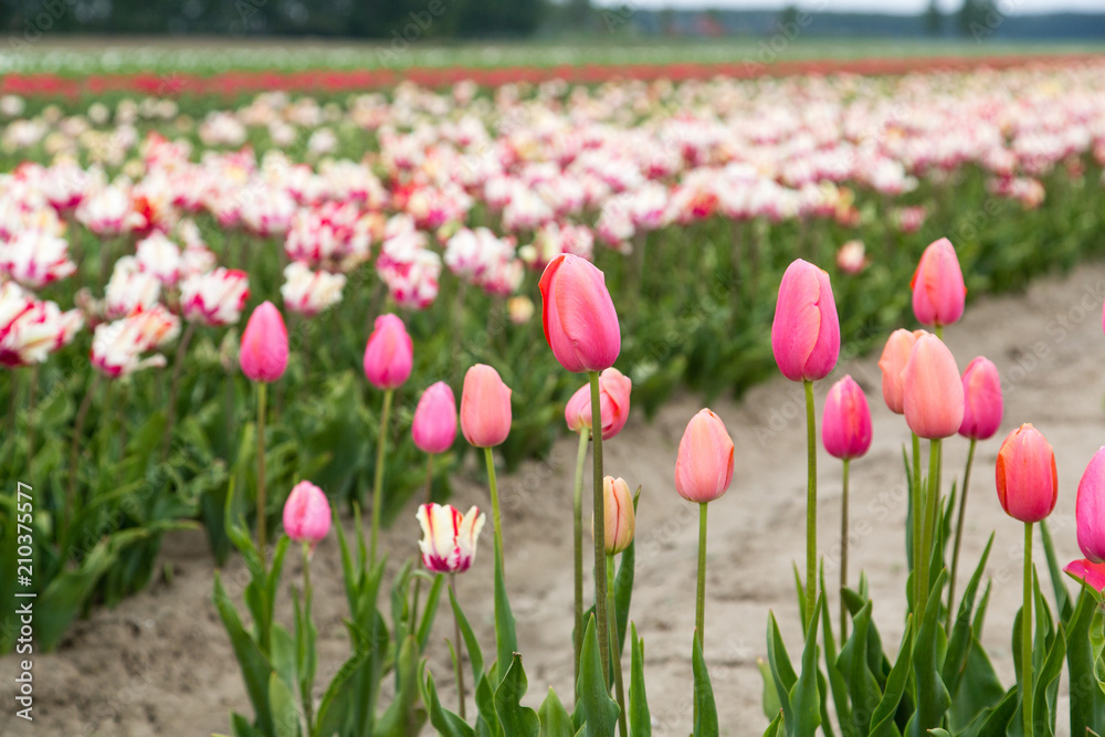 Field of tulips
