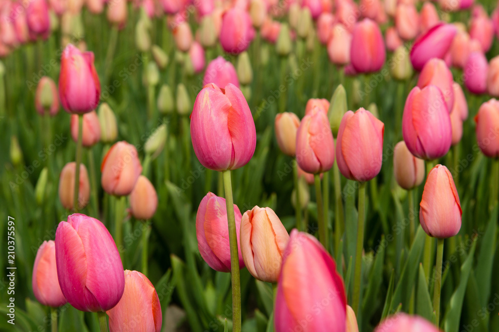Field of tulips Field of tulips