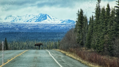 A Loose Moose on the Alcan in the Yukon photo
