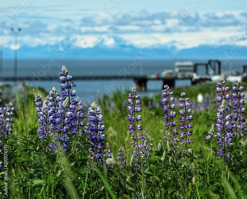 Purple Lupine in Alaska with Oil platform docks behind on cook Inlet