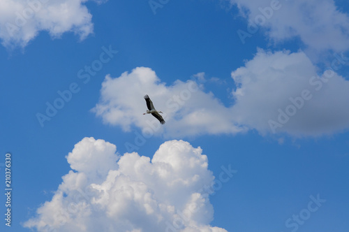 Stork